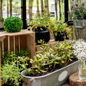 Herbs Greenhouse